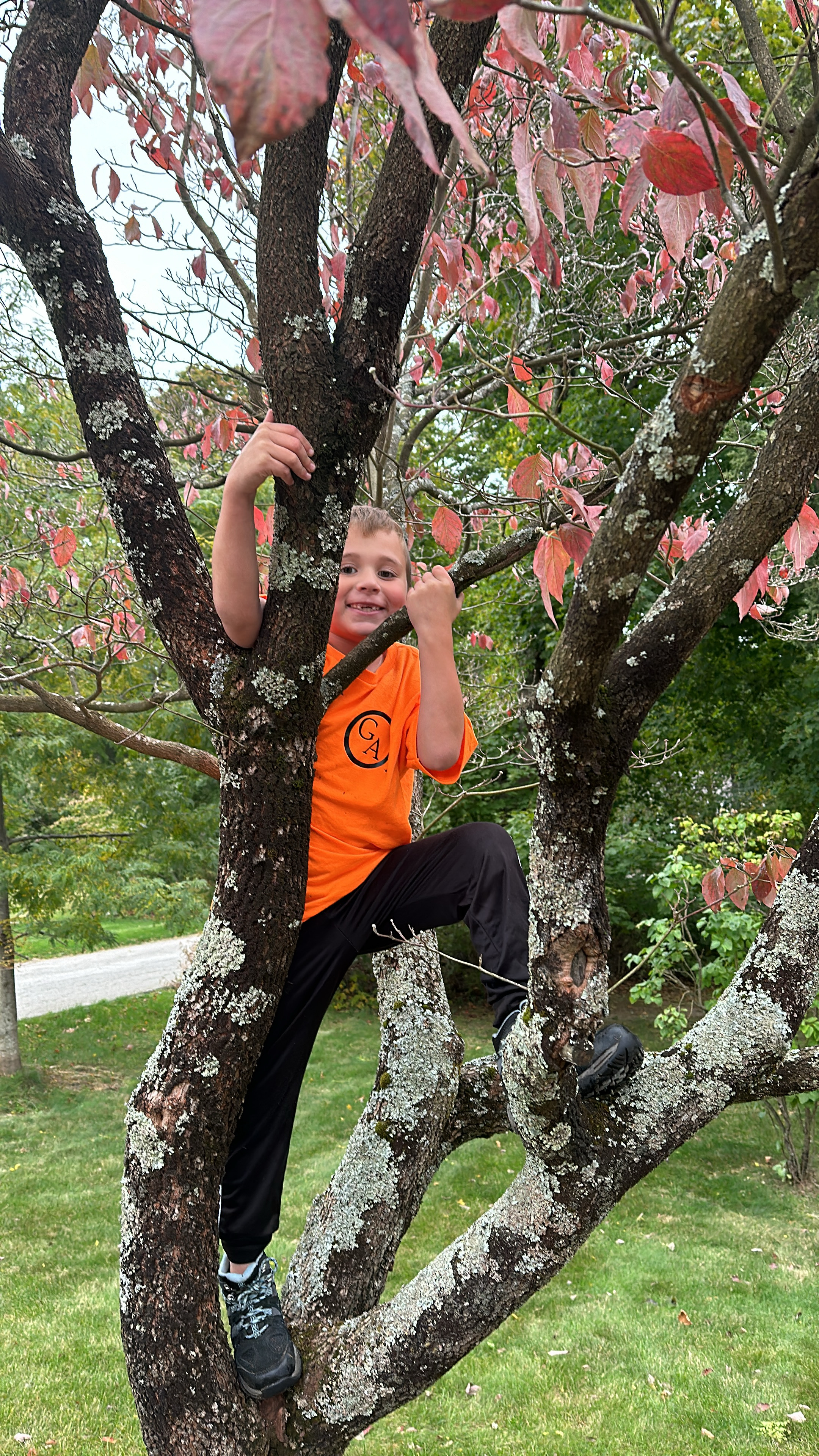 A child in a Geddis Arborists t-shirt climbing a tree